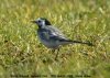 White Wagtail at Gunners Park (Steve Arlow) (79532 bytes)